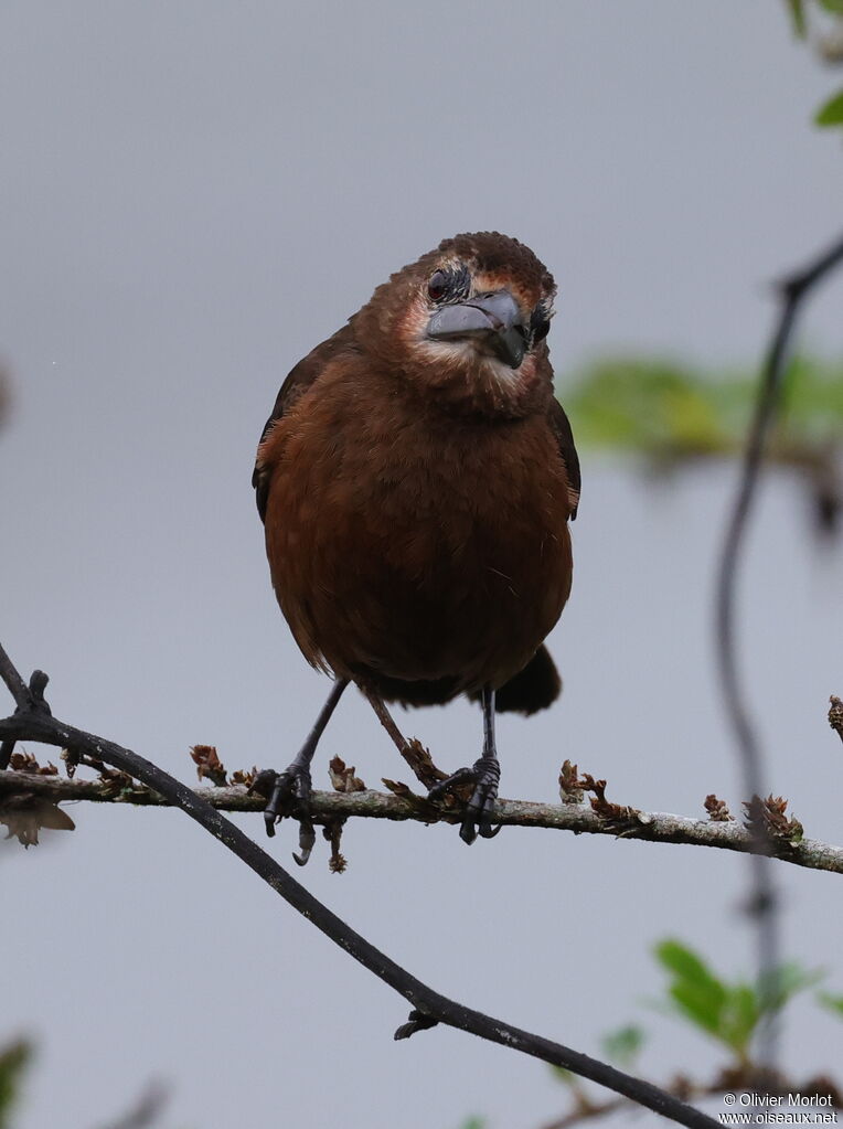 Silver-beaked Tanager