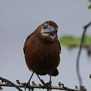 Silver-beaked Tanager