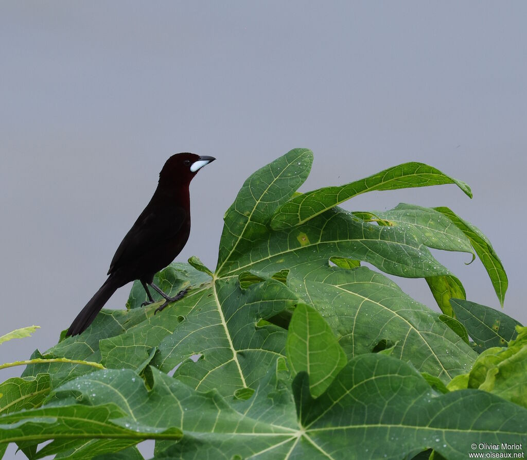 Silver-beaked Tanager