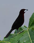 Silver-beaked Tanager