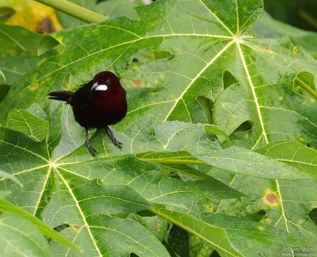 Silver-beaked Tanager