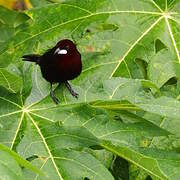 Silver-beaked Tanager