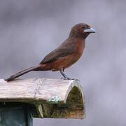 Silver-beaked Tanager