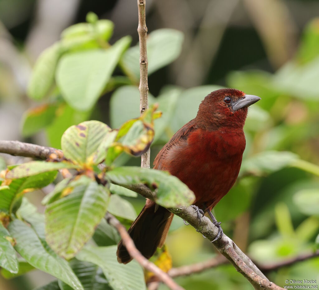 Tangara à bec d'argent