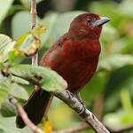 Tangara à bec d'argent