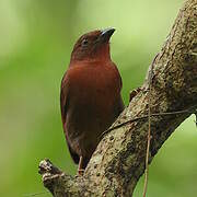 Red-crowned Ant Tanager