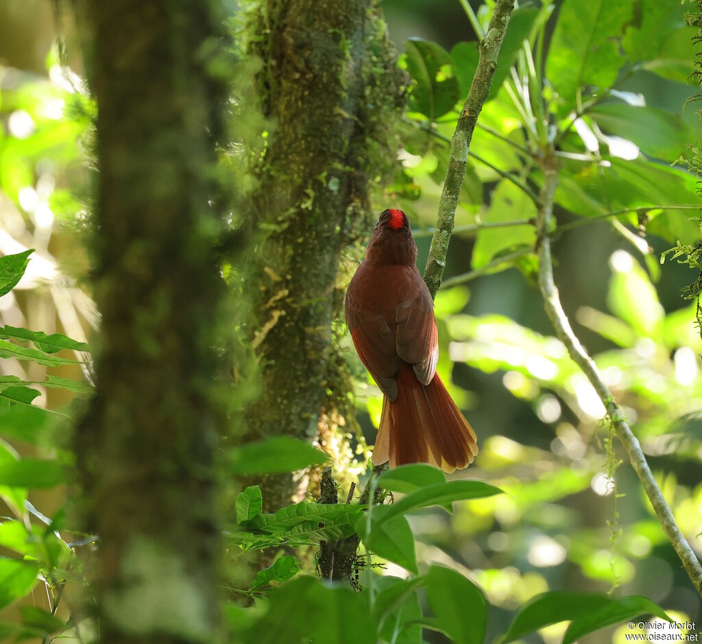 Tangara à couronne rouge mâle