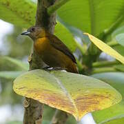 Scarlet-rumped Tanager