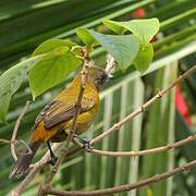 Scarlet-rumped Tanager