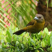 Scarlet-rumped Tanager