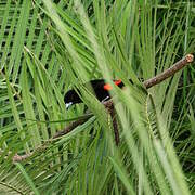 Scarlet-rumped Tanager