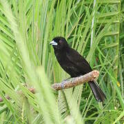 Scarlet-rumped Tanager