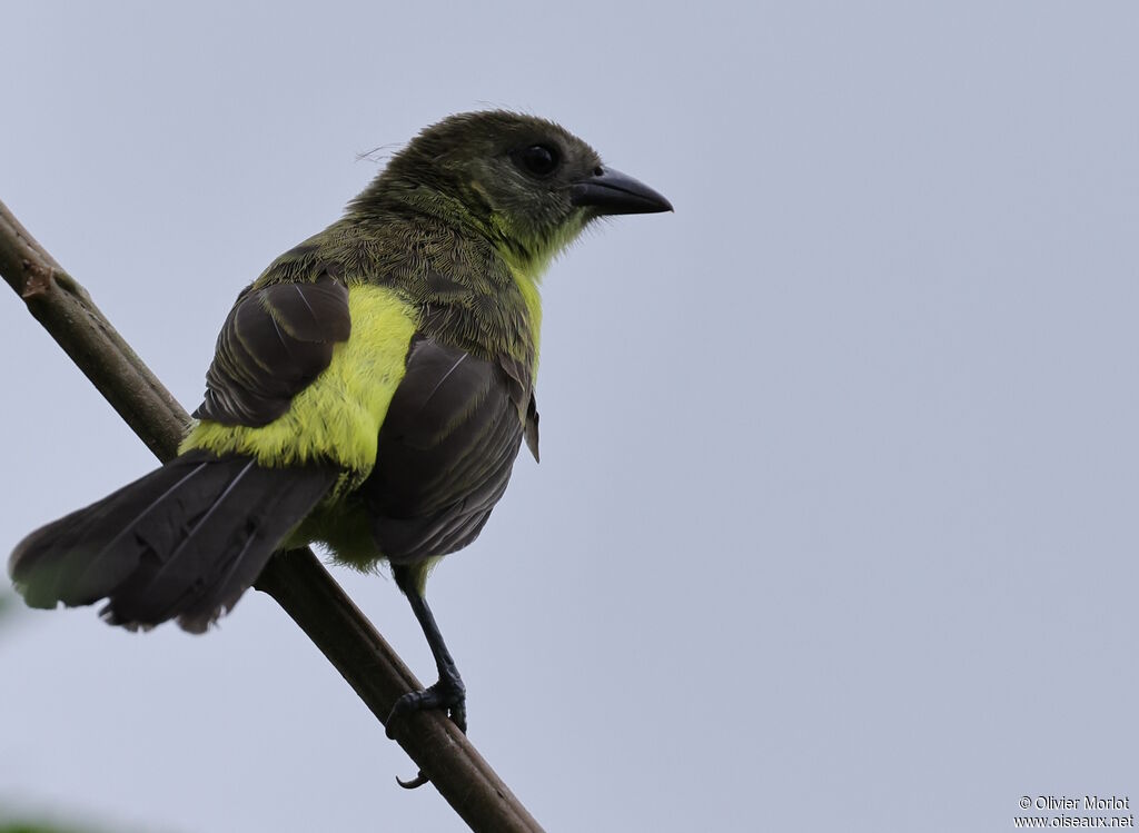 Lemon-rumped Tanager