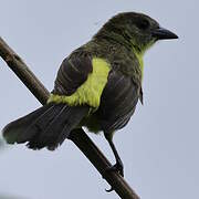 Lemon-rumped Tanager