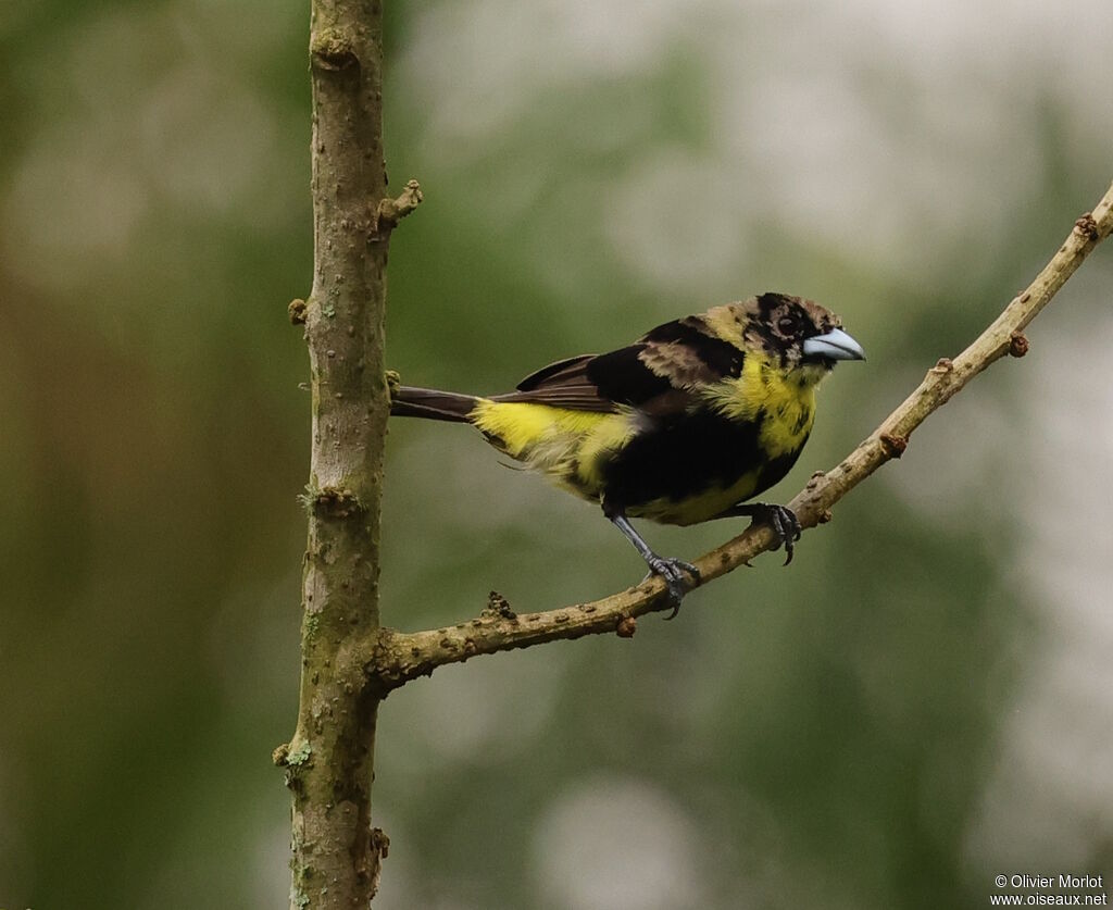 Lemon-rumped Tanager