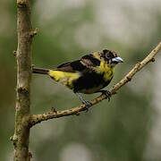 Lemon-rumped Tanager