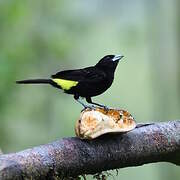 Lemon-rumped Tanager