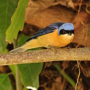 Fawn-breasted Tanager