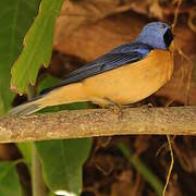 Fawn-breasted Tanager