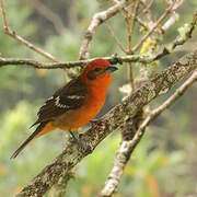 Flame-colored Tanager