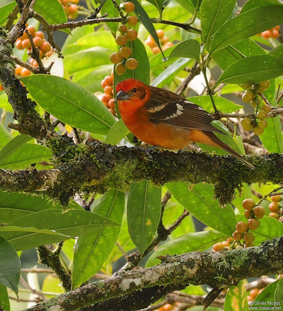 Flame-colored Tanager male