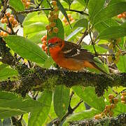 Flame-colored Tanager