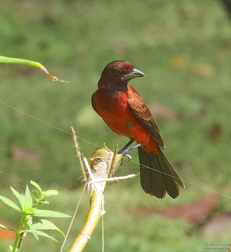 Crimson-backed Tanager