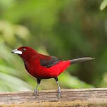 Tangara à dos rouge