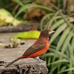Tangara à dos rouge