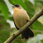 Tangara à front noir