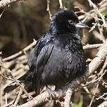 Tangara à galons blancs