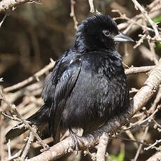 Tangara à galons blancs