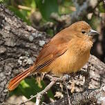 Tangara à galons blancs