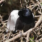 Tangara à galons blancs