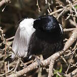 Tangara à galons blancs