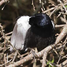 Tangara à galons blancs