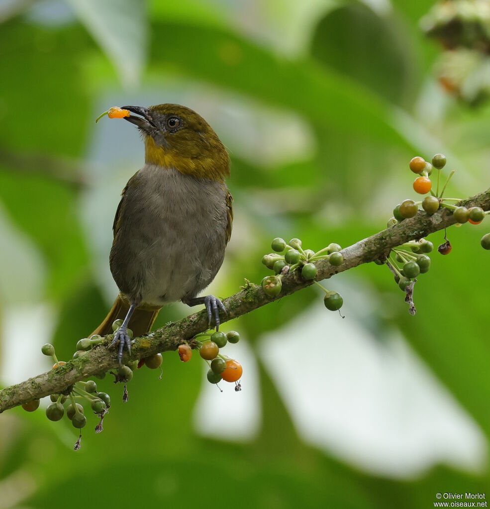 Yellow-throated Chlorospingus