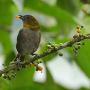 Yellow-throated Chlorospingus