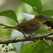 Yellow-throated Chlorospingus