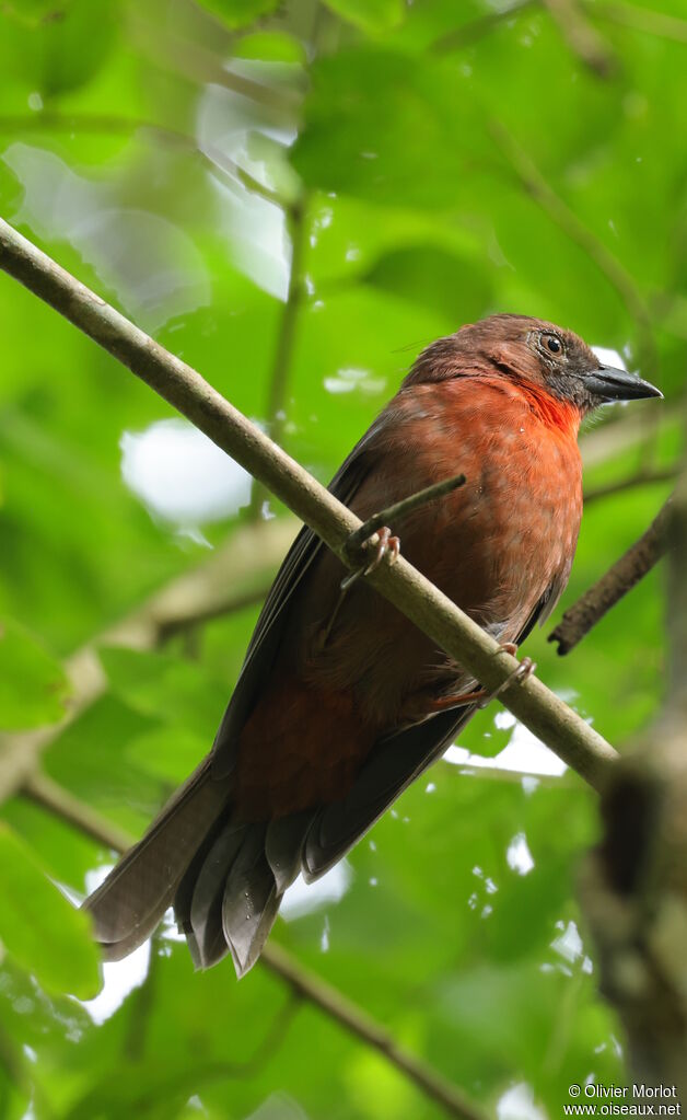 Red-throated Ant Tanager male