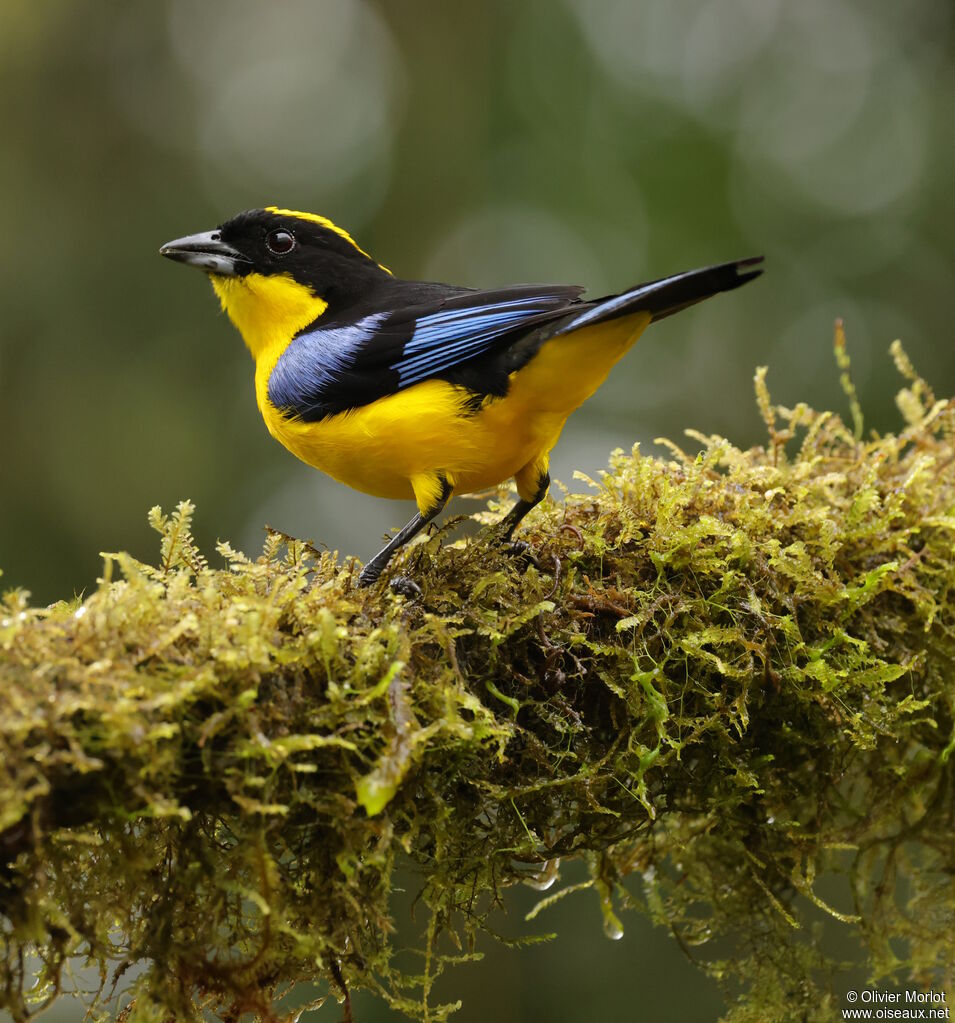 Tangara à nuque jaune