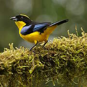 Blue-winged Mountain Tanager