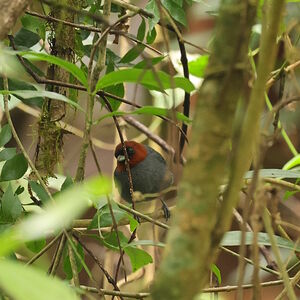 Tangara à tête marron