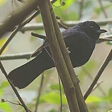 Tangara couronné