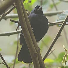 Tangara couronné