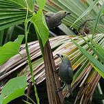 Tangara des palmiers