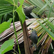 Palm Tanager