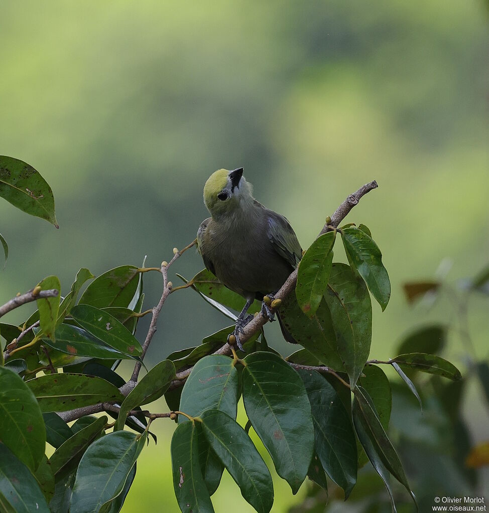 Tangara des palmiers