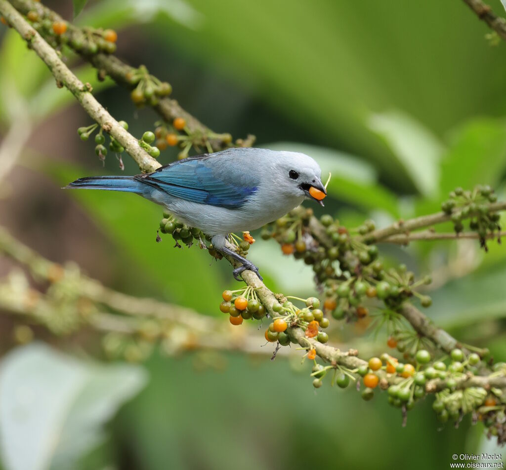 Blue-grey Tanager