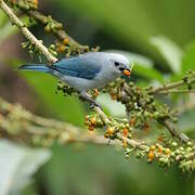 Blue-grey Tanager